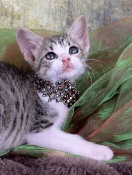 Rescue Tabby Cats for Adoption in Pasadena, Texas - Pebbles Tiny But Mighty | PetCurious