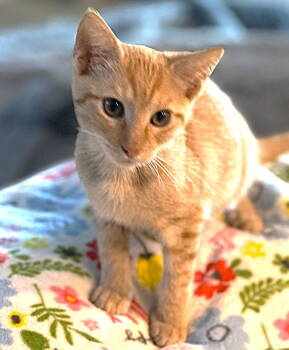 Rescue Tabby Cats for Adoption in Fort Myers, Florida - Bowie | PetCurious