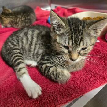 Domestic Short Hair Cats Available for Adoption in Waldorf, Maryland - Taz | PetCurious