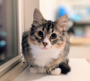 Moxie -  Domestic Medium Hair Cat for Adoption in Omaha, Nebraska - Moxie | PetCurious