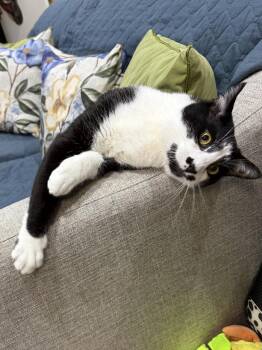 Domestic Short Hair Cats Available for Adoption in Herndon, Virginia - Sesame | PetCurious
