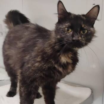 Summer -  Domestic Long Hair Cat Available for Adoption in Bentonville, Arkansas - Summer | PetCurious