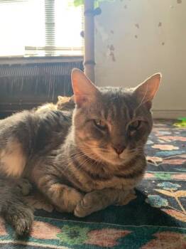 Rescue Domestic Short Hair Cats for Adoption in New York, New York - Leon | PetCurious
