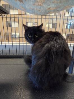 Domestic Medium Hair Cats Available for Adoption - Kay Kay | PetCurious
