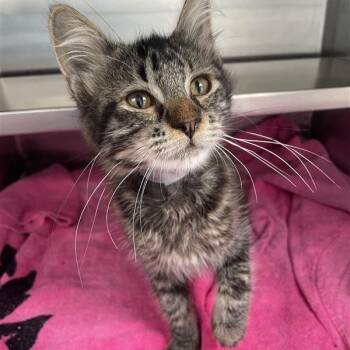 Mayor Lionheart -  Domestic Medium Hair Cat for Adoption in Long Beach, California - Mayor Lionheart | PetCurious