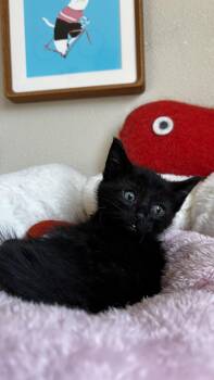 Domestic Short Hair Cats Available for Adoption in Portland, Oregon - Mox | PetCurious
