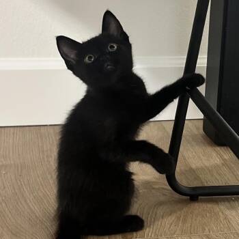 Binx -  Domestic Short Hair Cat for Adoption in Spokane, Washington - Binx | PetCurious