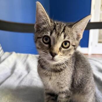 Domestic Short Hair Cats Available for Adoption in Chapel Hill, North Carolina - Frosty | PetCurious