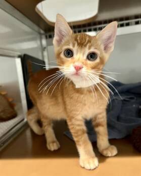 Domestic Short Hair Cats Available for Adoption in San Francisco, California - ELLIOT | PetCurious