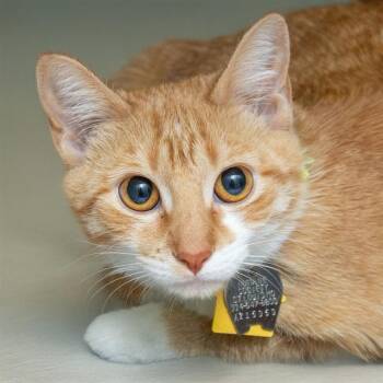 Domestic Short Hair Cats Available for Adoption - SPIRIT | PetCurious