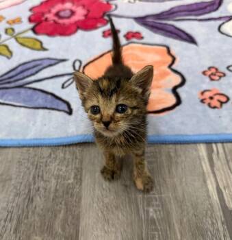 Tabby and Domestic Short Hair Cats Available for Adoption in Friendswood, Texas - Peony Itty Baby | PetCurious