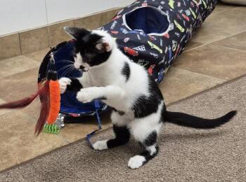 Spotty -  Domestic Short Hair Cat for Adoption in South Bend, Indiana - Spotty | PetCurious