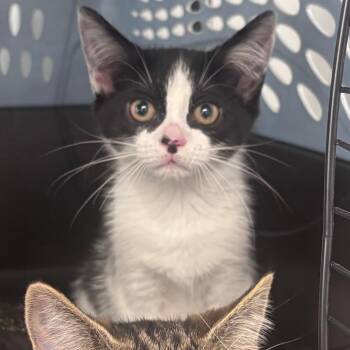 Dice -  Domestic Short Hair Cat for Adoption in Indianapolis, Indiana - Dice | PetCurious
