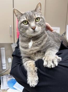 Saspur - super loving handsome big sweetheart -  Tabby Cat for Adoption in Neenah, Wisconsin - Saspur - Super Loving Handsome Big Sweetheart | PetCurious