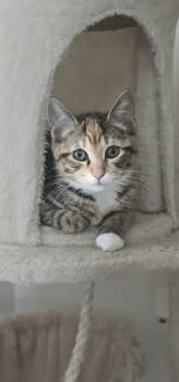 Rescue Domestic Short Hair Cats for Adoption in Hanover, Pennsylvania - Daphne | PetCurious