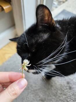 Rescue Domestic Short Hair Cats for Adoption in Southbury, Connecticut - MILEY | PetCurious