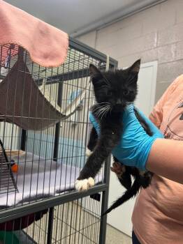 Domestic Short Hair Cats Available for Adoption in Blountville, Tennessee - Flower | PetCurious