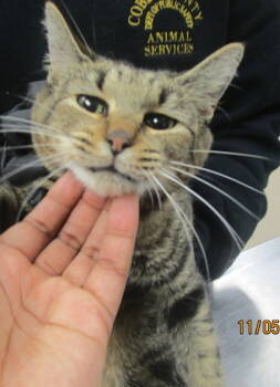 Rescue Domestic Short Hair Cats for Adoption in Marietta, Georgia - Gracie(610) | PetCurious