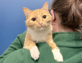 Domestic Short Hair Cats Available for Adoption in Columbus, Indiana - Winnie | PetCurious