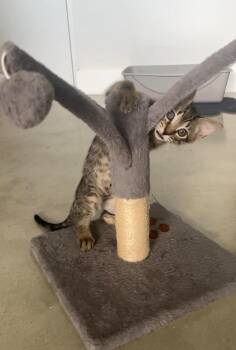 Oscar -  Domestic Short Hair Cat for Adoption in Hudson, New Hampshire - Oscar | PetCurious