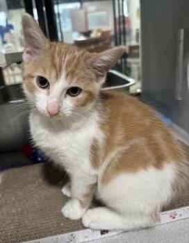 Ginger Bread -  Domestic Short Hair Cat for Adoption in Webster City, Iowa - Ginger Bread | PetCurious