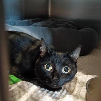 Dusk -  Domestic Short Hair Cat for Adoption in Ashland, Wisconsin - Dusk | PetCurious