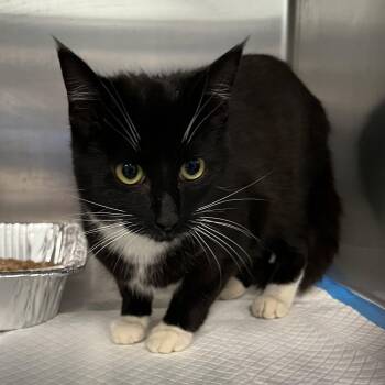 Domestic Short Hair Cats Available for Adoption in Greensboro, North Carolina - Monroe | PetCurious