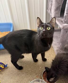 Ramen -  Domestic Short Hair Cat for Adoption in Pierceton, Indiana - Ramen | PetCurious