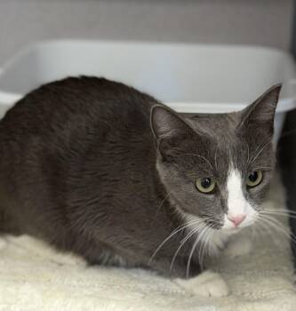 Mini -  Domestic Short Hair Cat for Adoption in Gardnerville, Nevada - Mini | PetCurious