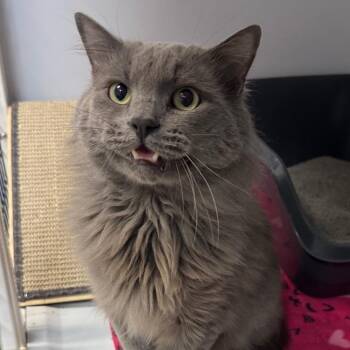 Domestic Medium Hair Cats Available for Adoption in Peoria, Illinois - Bob | PetCurious