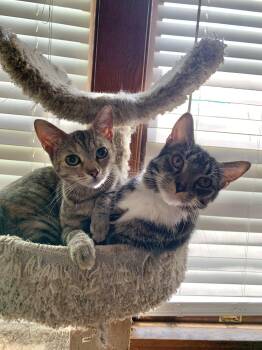 Arya & Winston (bonded pair) -  Domestic Short Hair Cat for Adoption in Cleveland, Ohio - Arya & Winston (bonded Pair) | PetCurious