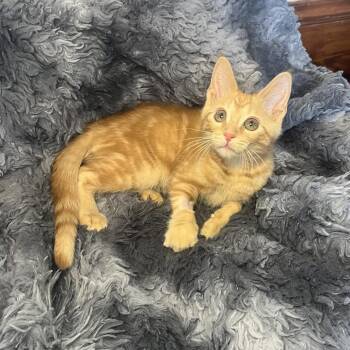 Domestic Short Hair Cats Available for Adoption - Earl Of Tupper | PetCurious