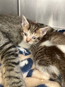 Rescue Domestic Short Hair Cats for Adoption in Angola, Indiana - Boop | PetCurious