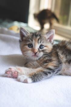 Domestic Medium Hair Cats Available for Adoption in Fruit Heights, Utah - Swift | PetCurious