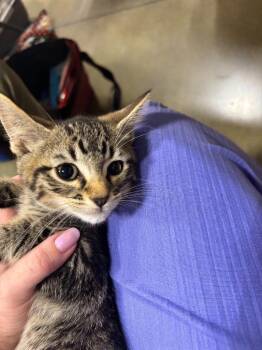 Espresso -  Domestic Short Hair Cat for Adoption in Shawnee, Kansas - Espresso | PetCurious