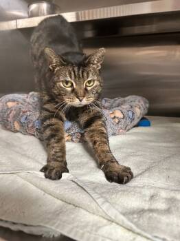 Rescue Domestic Short Hair Cats for Adoption in Spooner, Wisconsin - Chips | PetCurious