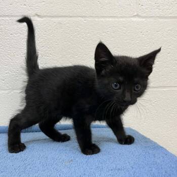Domestic Short Hair Cats Available for Adoption in Lyndhurst, Virginia - SVAS-Stray-38693 | PetCurious