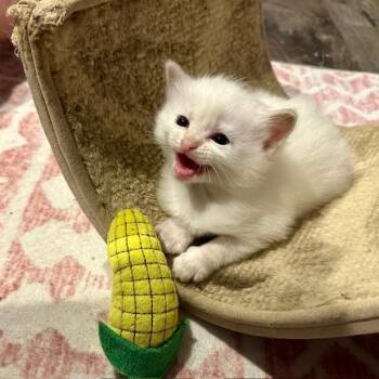 Domestic Short Hair Cats Available for Adoption in Madison, Wisconsin - Mochi | PetCurious