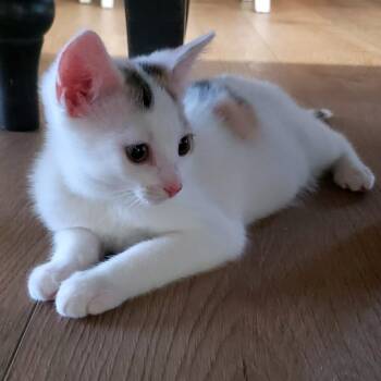 Artemis -  Domestic Long Hair Cat for Adoption in Pittsburgh, Pennsylvania - Artemis | PetCurious