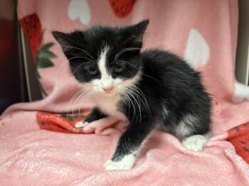 Sushi -  Domestic Short Hair Cat for Adoption in Edinburg, Virginia - Sushi | PetCurious