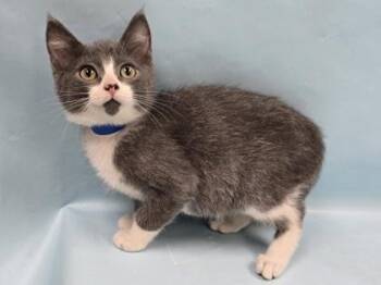 Spoon -  Domestic Short Hair Cat for Adoption in Minneapolis, Minnesota - Spoon | PetCurious