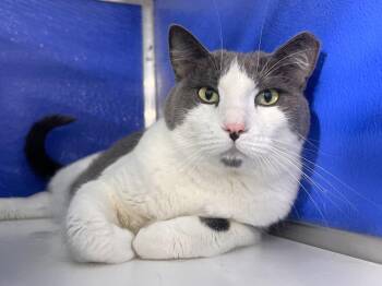 Yanuk -  Domestic Short Hair Cat for Adoption in Colorado Springs, Colorado - Yanuk | PetCurious