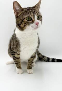 Claire -  Domestic Short Hair Cat for Adoption in Bowling Green, Kentucky - Claire | PetCurious