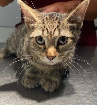 Rocky Road -  Domestic Short Hair Cat for Adoption in Trenton, New Jersey - Rocky Road | PetCurious