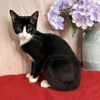 Zippy -  Domestic Short Hair Cat for Adoption in Long Beach, Mississippi - Zippy | PetCurious
