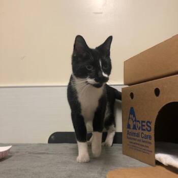 Domestic Short Hair Cats Available for Adoption - Sylvester | PetCurious