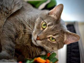 Rescue Domestic Short Hair Cats for Adoption in Portland, Oregon - Titus | PetCurious
