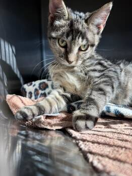 Janet -  Domestic Short Hair Cat for Adoption in Cottonwood, Minnesota - Janet | PetCurious