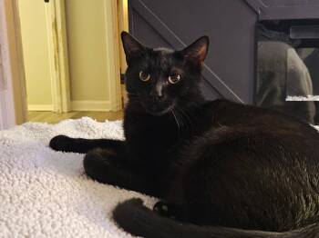 Domestic Short Hair Cats Available for Adoption in Calverton, Maryland - Bono | PetCurious