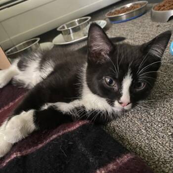 Domestic Short Hair Cats Available for Adoption in South Burlington, Vermont - Max | PetCurious